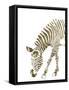 Gold Zebra-Patricia Pinto-Framed Stretched Canvas