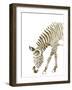 Gold Zebra-Patricia Pinto-Framed Art Print
