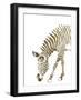 Gold Zebra-Patricia Pinto-Framed Art Print