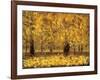 Golden Age-Pihua Hsu-Framed Giclee Print