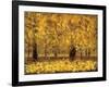 Golden Age-Pihua Hsu-Framed Giclee Print