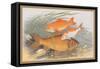 Golden and Bronze Carp-A.f. Lydon-Framed Stretched Canvas