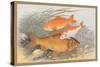Golden and Bronze Carp-A.f. Lydon-Stretched Canvas