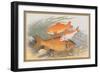 Golden and Bronze Carp-A.f. Lydon-Framed Premium Giclee Print