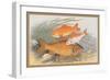 Golden and Bronze Carp-A.f. Lydon-Framed Premium Giclee Print