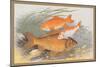 Golden and Bronze Carp-A.f. Lydon-Mounted Premium Giclee Print