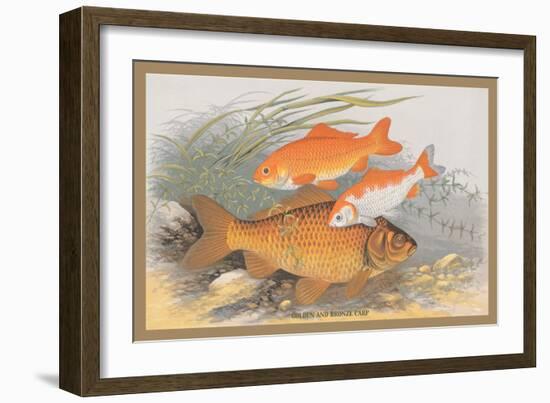 Golden and Bronze Carp-A.f. Lydon-Framed Art Print