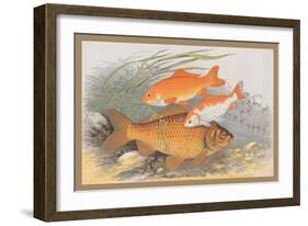 Golden and Bronze Carp-A.f. Lydon-Framed Art Print