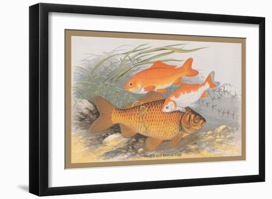 Golden and Bronze Carp-A.f. Lydon-Framed Art Print