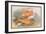 Golden and Bronze Carp-A.f. Lydon-Framed Art Print