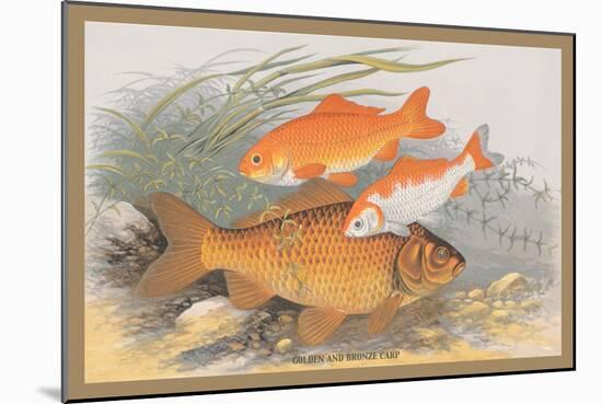 Golden and Bronze Carp-A.f. Lydon-Mounted Art Print