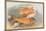 Golden and Bronze Carp-A.f. Lydon-Mounted Art Print