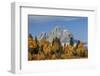 Golden aspen trees and Cathedral Group, Grand Teton National Park, Wyoming-Adam Jones-Framed Photographic Print