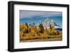 Golden aspen trees and Cathedral Group, Grand Teton National Park.-Adam Jones-Framed Photographic Print