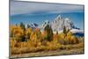 Golden aspen trees and Cathedral Group, Grand Teton National Park.-Adam Jones-Mounted Photographic Print