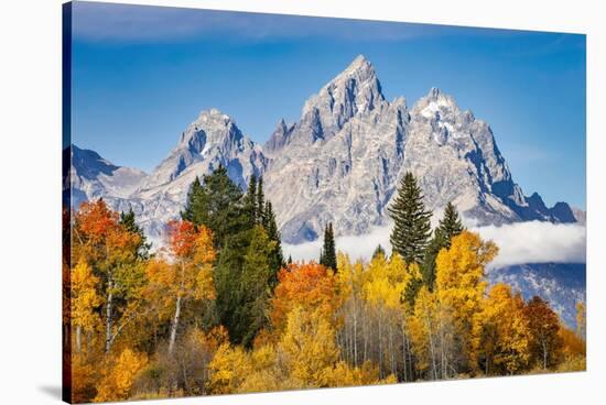 Golden aspen trees and Cathedral Group, Grand Teton National Park.-Adam Jones-Stretched Canvas