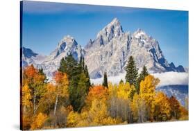 Golden aspen trees and Cathedral Group, Grand Teton National Park.-Adam Jones-Stretched Canvas