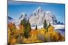 Golden aspen trees and Cathedral Group, Grand Teton National Park.-Adam Jones-Mounted Photographic Print