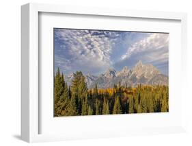 Golden aspen trees and Teton Range in early morning, Grand Teton National Park, Wyoming-Adam Jones-Framed Photographic Print