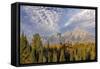 Golden aspen trees and Teton Range in early morning, Grand Teton National Park, Wyoming-Adam Jones-Framed Stretched Canvas