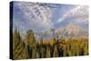 Golden aspen trees and Teton Range in early morning, Grand Teton National Park, Wyoming-Adam Jones-Stretched Canvas