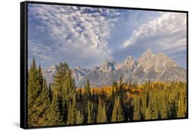Golden aspen trees and Teton Range in early morning, Grand Teton National Park, Wyoming-Adam Jones-Framed Stretched Canvas
