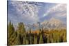 Golden aspen trees and Teton Range in early morning, Grand Teton National Park, Wyoming-Adam Jones-Stretched Canvas