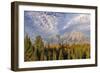 Golden aspen trees and Teton Range in early morning, Grand Teton National Park, Wyoming-Adam Jones-Framed Photographic Print