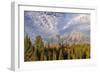 Golden aspen trees and Teton Range in early morning, Grand Teton National Park, Wyoming-Adam Jones-Framed Photographic Print