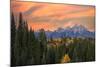 Golden aspen trees and Teton Range in early morning, Grand Teton National Park.-Adam Jones-Mounted Photographic Print