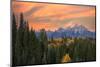 Golden aspen trees and Teton Range in early morning, Grand Teton National Park.-Adam Jones-Mounted Photographic Print