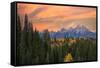 Golden aspen trees and Teton Range in early morning, Grand Teton National Park.-Adam Jones-Framed Stretched Canvas