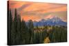 Golden aspen trees and Teton Range in early morning, Grand Teton National Park.-Adam Jones-Stretched Canvas