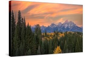 Golden aspen trees and Teton Range in early morning, Grand Teton National Park.-Adam Jones-Stretched Canvas