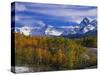 Golden Aspens and Mount Sneffels-James Randklev-Stretched Canvas
