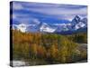 Golden Aspens and Mount Sneffels-James Randklev-Stretched Canvas