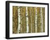 Golden Aspens-Adolphson-Framed Art Print