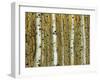 Golden Aspens-Adolphson-Framed Art Print