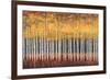 Golden Aspens-Robert Holman-Framed Art Print