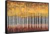 Golden Aspens-Robert Holman-Framed Stretched Canvas