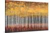 Golden Aspens-Robert Holman-Stretched Canvas