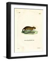 Golden Atlantic Tree Rat-null-Framed Giclee Print