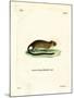 Golden Atlantic Tree Rat-null-Mounted Giclee Print