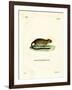 Golden Atlantic Tree Rat-null-Framed Giclee Print