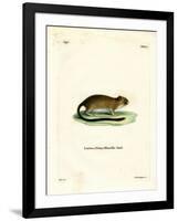 Golden Atlantic Tree Rat-null-Framed Giclee Print
