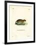 Golden Atlantic Tree Rat-null-Framed Giclee Print