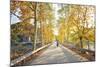 Golden Autumn Colors with Motorbike in an Alley of a Village Near Qiandao Lake-Andreas Brandl-Mounted Photographic Print