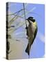 Golden Backed Honeyeater-null-Stretched Canvas