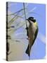 Golden Backed Honeyeater-null-Stretched Canvas