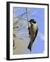 Golden Backed Honeyeater-null-Framed Photographic Print